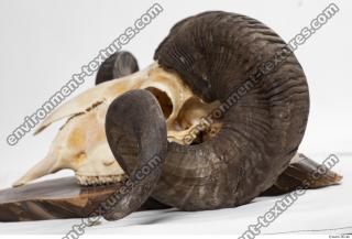 mouflon skull antlers 0033